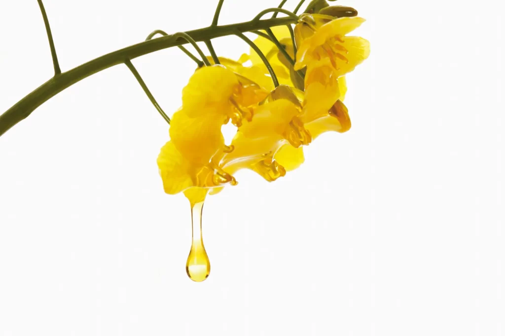 aceite de canola planta de colza y gotas amarillas