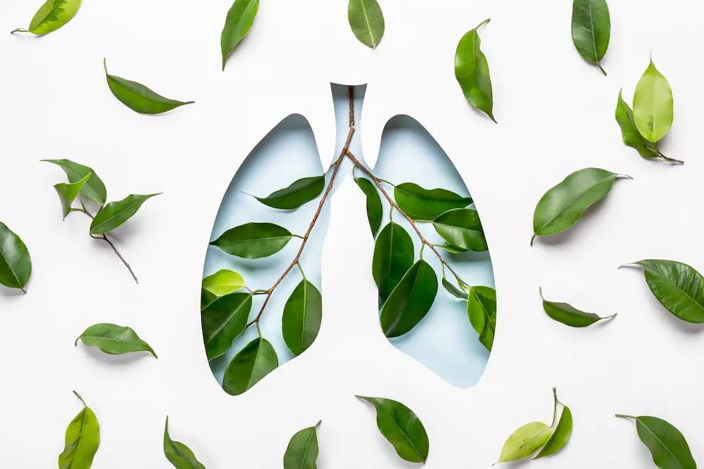 aceite de copaiba figura de pulmones y plantas