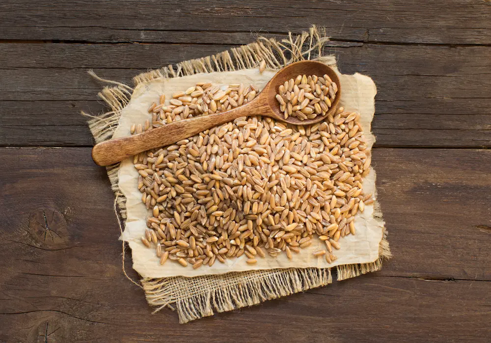 espelta cuchara en madera y semillas de trigo sobre manta de tela