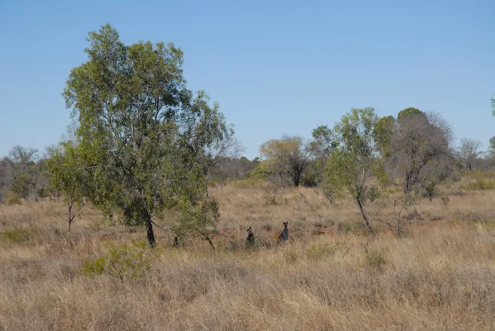 Los canguros descansan a la sombra de los eucaliptos en el interior, Queensland, Australia