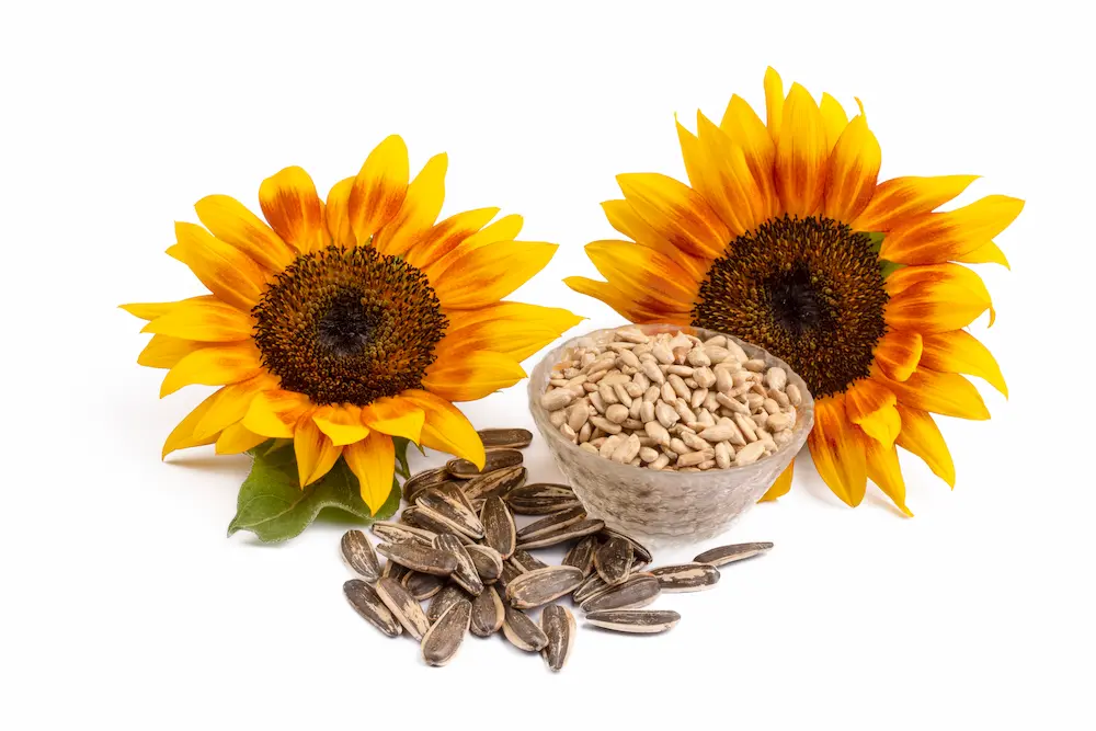 semillas de girasol bowl con semillas peladas y flores