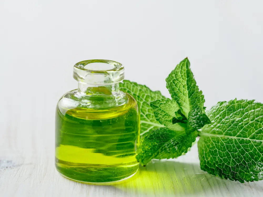 toronjil aceite de color verde y hojas