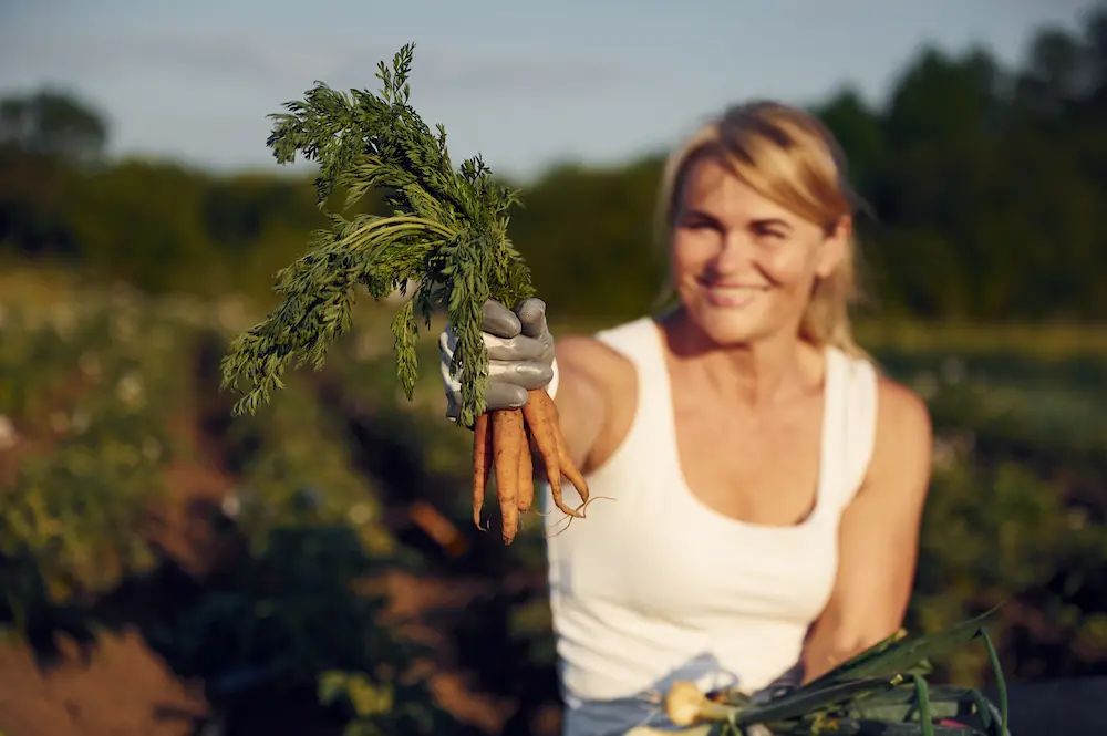 zanahoria mujer cosechando zanahoria